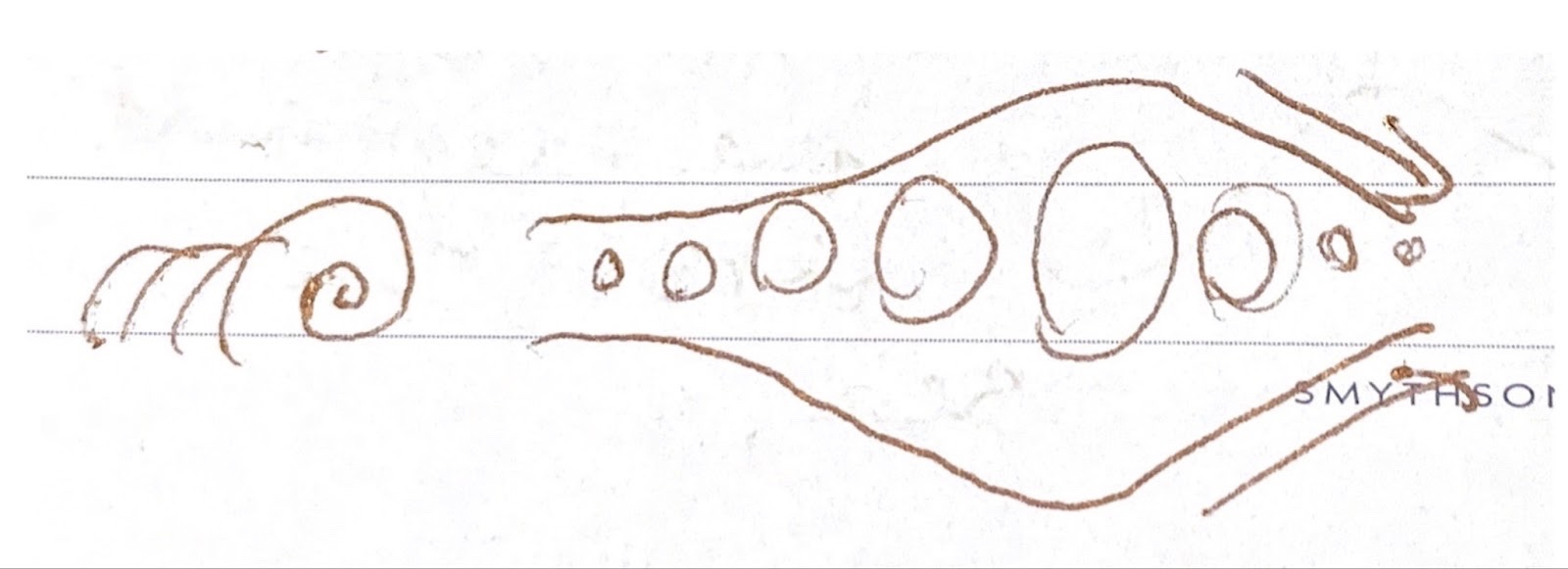 The third image in a series of sound design sketches by Talia Augustidis. This image is called An Elephant Walk. Brown pen markings on the pages of a lined notebook. On the left hand side of the image a series of lines lean into a curl - like the shell of a snail or the curve of a crashing wave. On the right a series of circles which grown larger and larger before beginning to shrink down again. They are framed by two lines, giving the impression of a tunnel filled with bubbles. Two arrows mark the right hand side of the tunnel as it shrinks into silence.