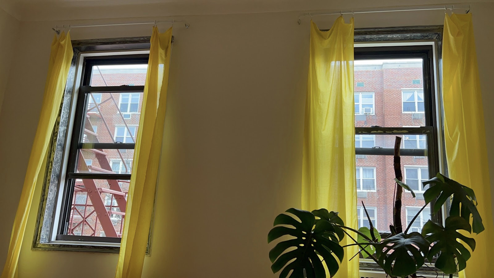The view from inside an apartment, taken on a digital camera. Two windows with open yellow curtains. It’s daytime and the city outside is visible - a fire escape, an apartment building, the tiniest edge of the sky. Inside there is a Cheese Plant, its green leaves silhouetted in front of the window, in the bottom right of the image.