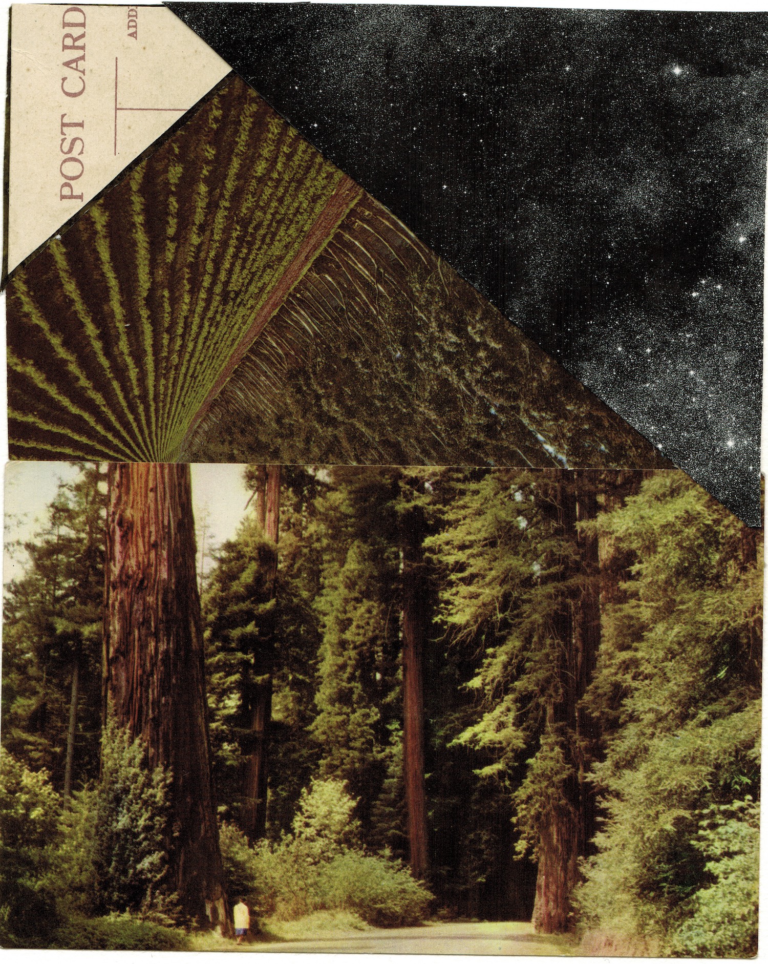 A collage of old postcards cut across each other at sharp angles. In the top right hand corner, a black night sky - dotted with stars. In the bottom half of the image, a tiny figure of a woman, her back to us, walks towards a dark pathway in the middle of a forest. Radiating out from one of the vast tree trunks, an inverted field shoots green lines upwards into the sky.