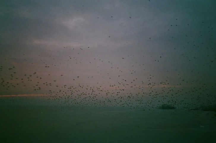 A photograph of a murmuration at sunset by the burned out shell of old Brighton Pier in the UK. The dark, black outlines of birds dot across the pinks and purples of the fading sky, dissolving into the rich dark blues of the night.